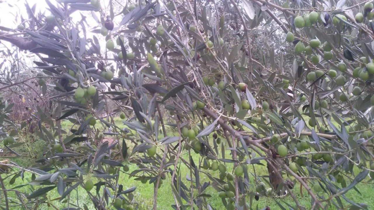La Casetta Tra Gli Ulivi location